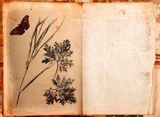old book - old paper texture with imprint of plants and butterfly in detail