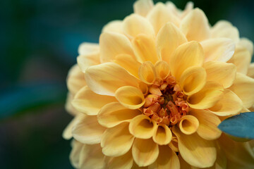 Beautiful dahlia flower background. Macro photo of yellow dahlia flower. Abstract floral background, flower card. Close up of dahlia in garden flowers