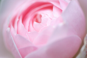 Tenderness pink rose close up. Pink flower background in blurred, soft color. Macro photo of fresh rose. Abstract romance floral background, pastel and soft flower card