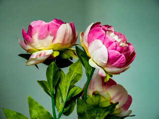Fototapeta premium bouquet of pink tulips