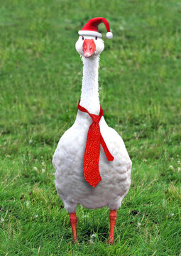 weihnachtsgans steht im gras