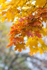 Maple in the fall. Orange tree in the park in autumn. Autumn walk around the city