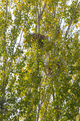 bird nests on poplar trees. birdhouse made of branches.