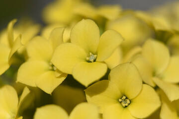 Fototapeta premium Macro Capture of Stunning Yellow Flower Blossoms