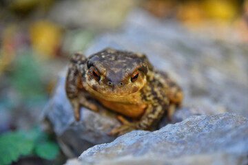 river toad watching