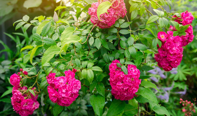 Bush of a beautiful blooming pink rose in the garden. Fragrant beautiful flower. Selective focus