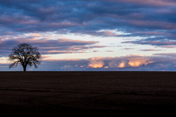 Single tree in a farmers field at sunset 