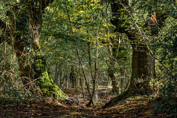 close-up of two beech trees, a tree, half with leaves, half without leaves, a path passes between the trees, in the middle of a forest of younger trees with thinner trunks. The ground is full of brown