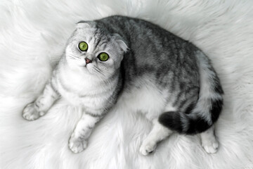 gray scoland cat on a white rug
