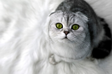 gray scoland cat on a white rug
