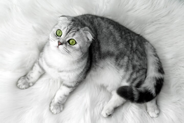gray scoland cat on a white rug
