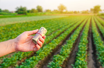 Euro bills in the hands of a farmer on a background of plantation. Profit, income from agribusiness...