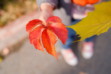 Red creeper on fence in autumn