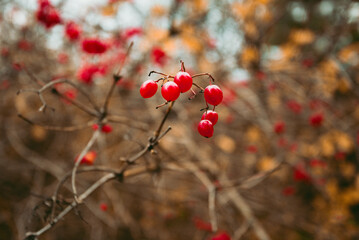 Wild Berries on the branch in forest - autumn time. Harvest of red berries - close up image.
