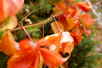 Red creeper on fence in autumn