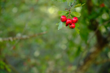 Red fruits of hawthorn. Crataegus monogyna.