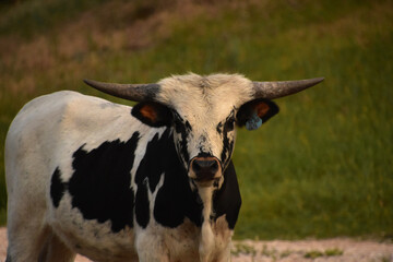 White and Black Longhorn Steer in a Field