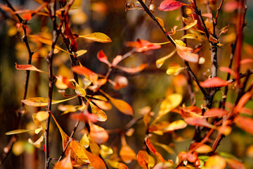 Red creeper on fence in autumn