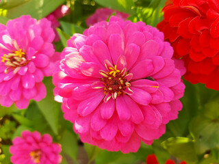 Pink zinnia flowers on green foliage background