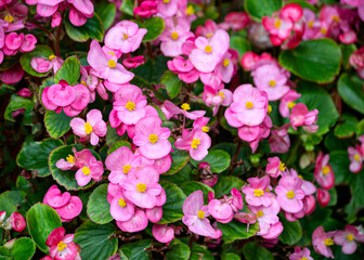 Obraz premium A flower bed of bright pink begonia flowers in the garden.