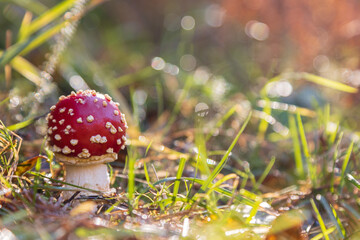 fly agaric mushroom