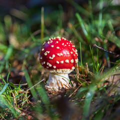 Fly agaric Fungus