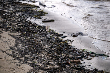 Garbage on the seashore. Branches, old shells, seaweed, chips washed ashore after a storm.