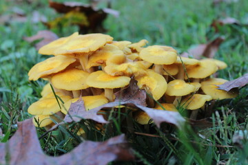mushroom in the forest