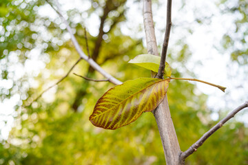 Fallen leaves hanging on a tree branch in autumn
