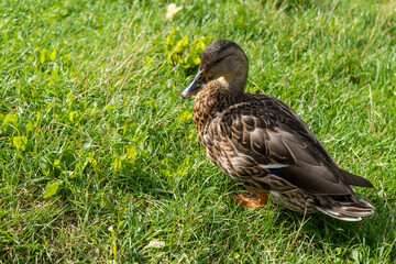 A female mallard on the grass	