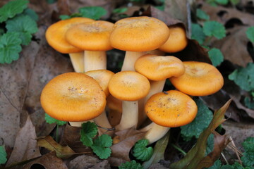 mushrooms in the grass