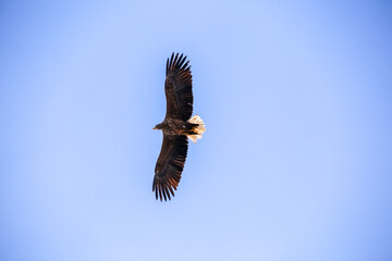 Great Steller's Sea Eagle. Wild nature. Red Book bird eagle flies spread its wings against the...