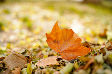 Fallen yellow leaves on autumn road