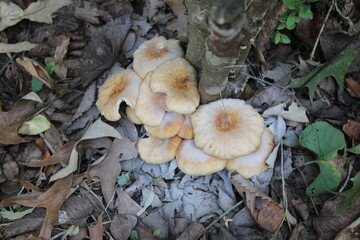 spored mushrooms
