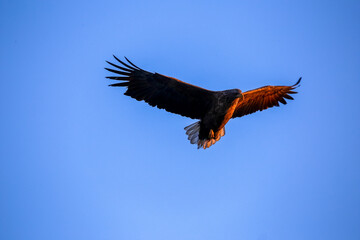 Great Steller's Sea Eagle. Wild nature. Red Book bird eagle flies spread its wings against the background of the blue sky.