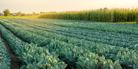Fototapeta premium Broccoli plantations in the sunset light on the field. Cauliflower. Growing organic vegetables. Eco-friendly products. Agriculture and farming. Plantation cultivation. Selective focus
