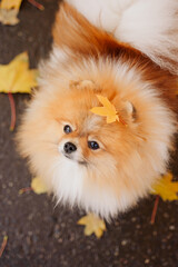 autumn portrait of a dog with a maple leaf on his head. White Red Pomeranian Spitz