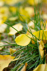 Fallen yellow leaves on autumn road