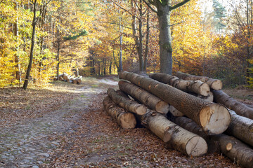 Rozświetlony jesiennym słońcem las bukowy z widocznymi drewnianymi palami po wycince - obrazy, fototapety, plakaty
