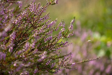 blooming heather