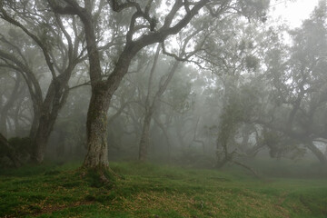 Trek sur l'île de le Réunion dans la plaine des Chicots dans le brouillard et la pluie (forêt tropicale et fougères arborescentes)
