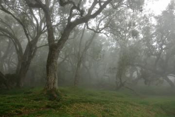 Fototapeta na wymiar Trek sur l'île de le Réunion dans la plaine des Chicots dans le brouillard et la pluie (forêt tropicale et fougères arborescentes)