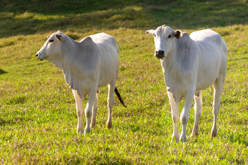 Obraz na płótnie Canvas white nelore cows in the pasture