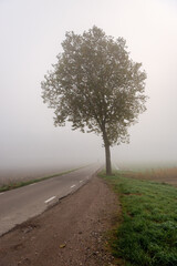 Fototapeta na wymiar Vertical image of a solitary tree along the side of a Dutch country road. It is a very foggy morning in the fall season.