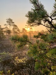 Fototapeta na wymiar fog in the rays of the sun at dawn in the forest