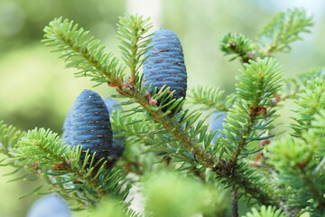 Green Christmas tree with cones. Macrophotography of wildlife.
