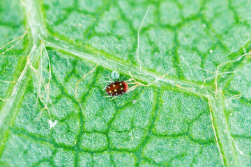 Panonychus ulmi the European red mite. It is a species of mite which is a major agricultural pest...