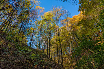 Autmn leaves with sunbeams passing trough. Autumn on Fruska gora, a beautiful forest in Serbia and Vojvodina.