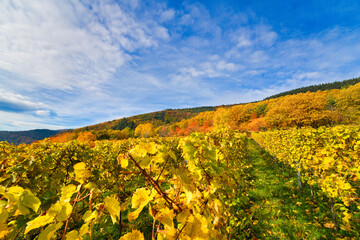Sunny colorful vineyards landscape in autumn. Rhineland-Palatinate, Germany. Vineyard Rural autumn...