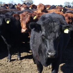 Fototapeta premium COWS LOOKING AT THE CAMERA